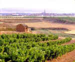 SP1428  Adobe hut in vineyard near Mendavia. La Rioja, Spain. [Rioja Baja]