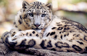 10-23-dia-internacional-leopardo-nieves.jpg