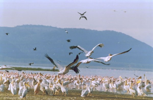 Flamencos y pelicanos en Lago Nakuru