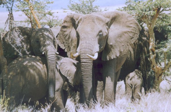 Elefantes en la Reserva de Lewa
